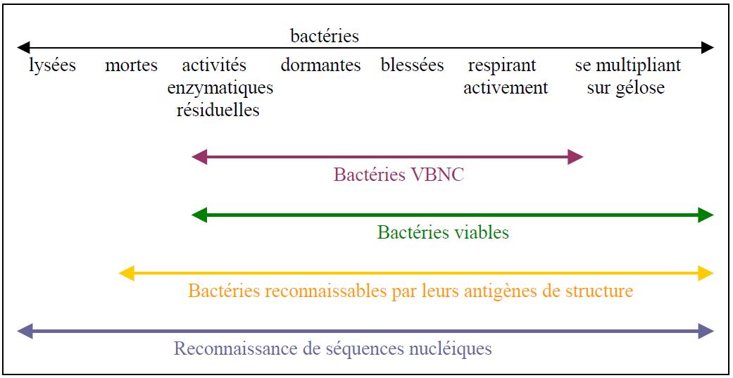 Classification physiologique schématique des bactéries