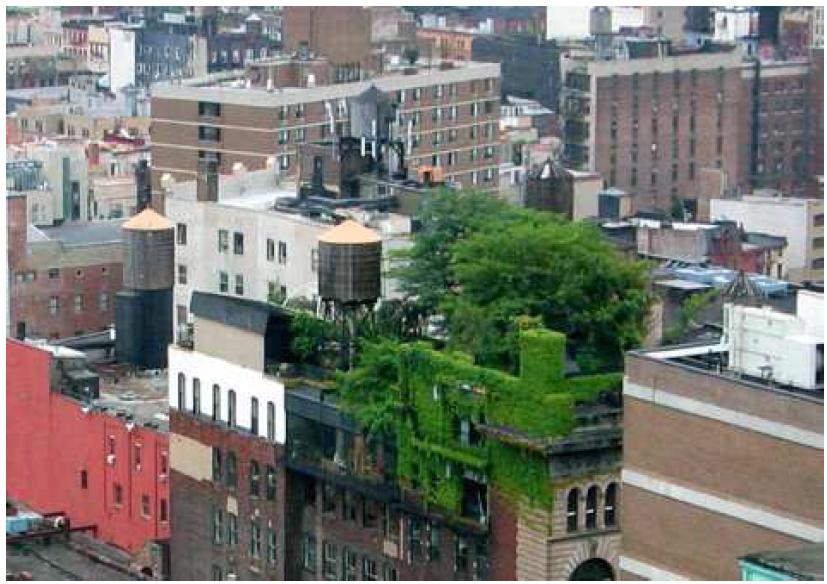 Exemple d’intégration de la végétalisation des toits en milieu urbain, à Manhattan