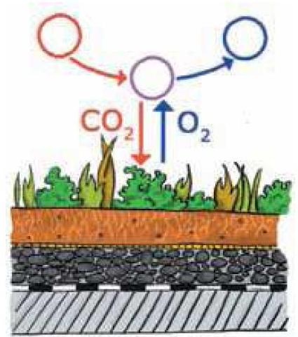 Phénomène d’absorption du CO2 par la végétation