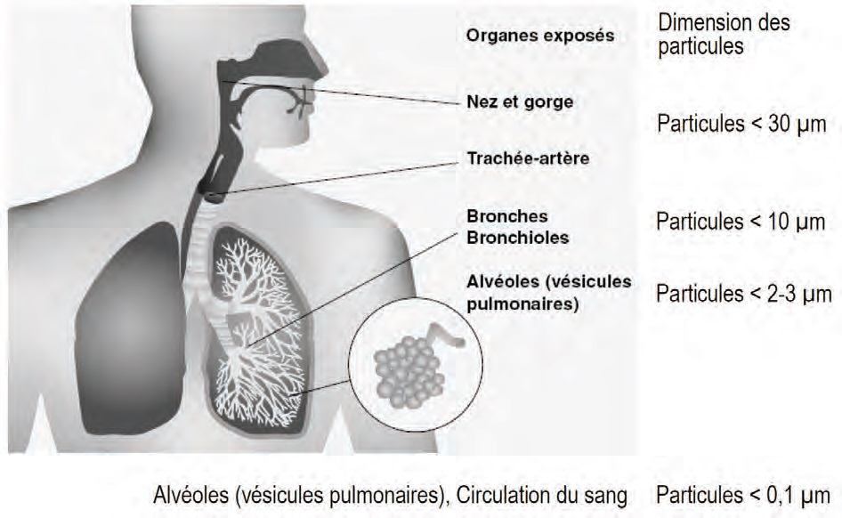 Dépôt des particules inhalées dans les voies respiratoires de l’être humain