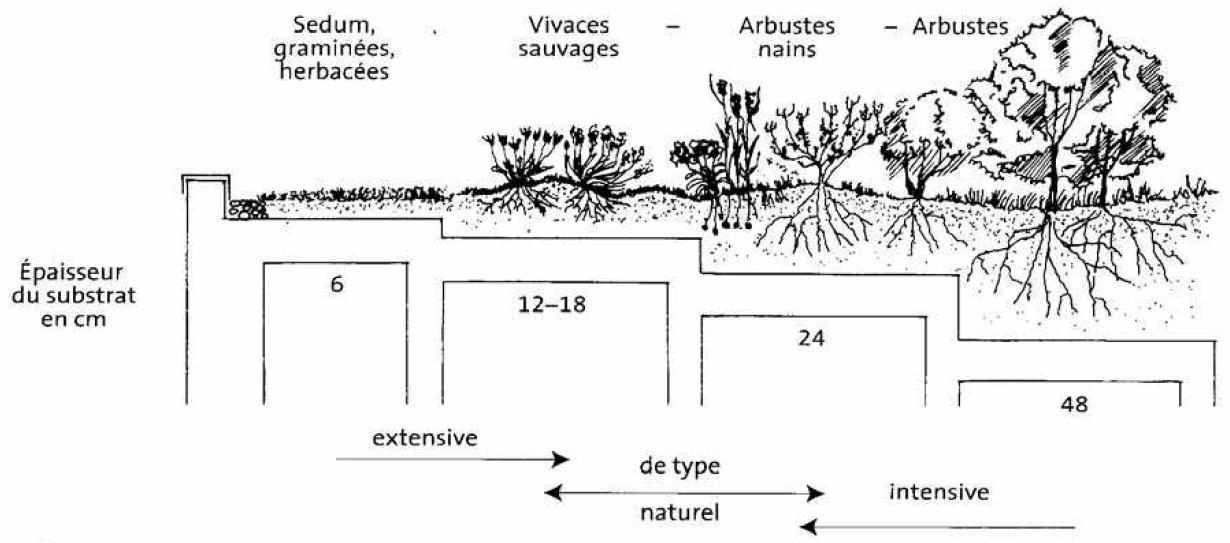 Toiture végétale - Epaisseur du substrat